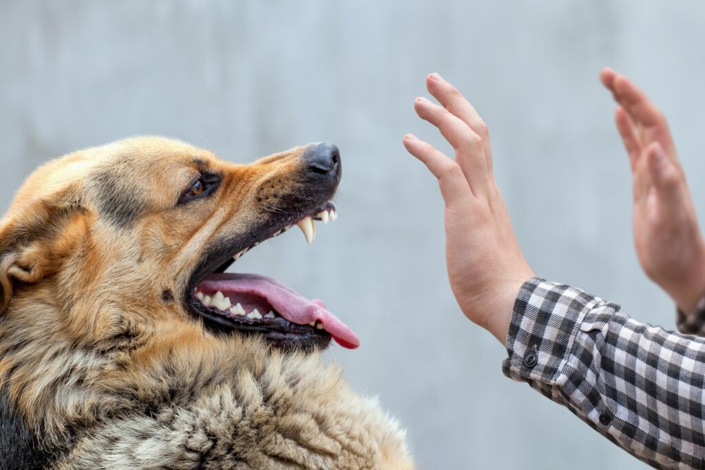 Quad Cities dog bite lawyer